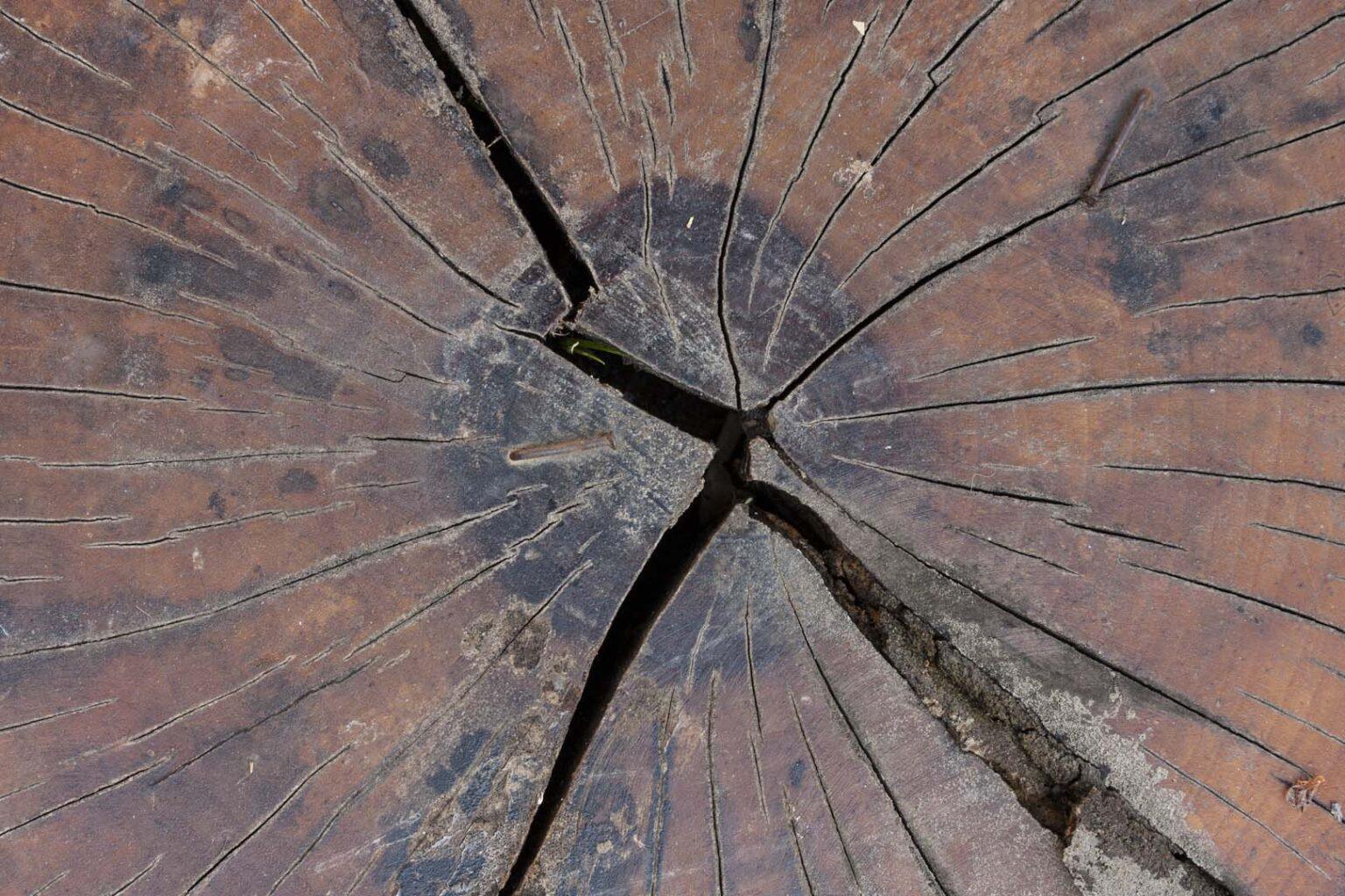 extraction premium chene pour vin et eonologie